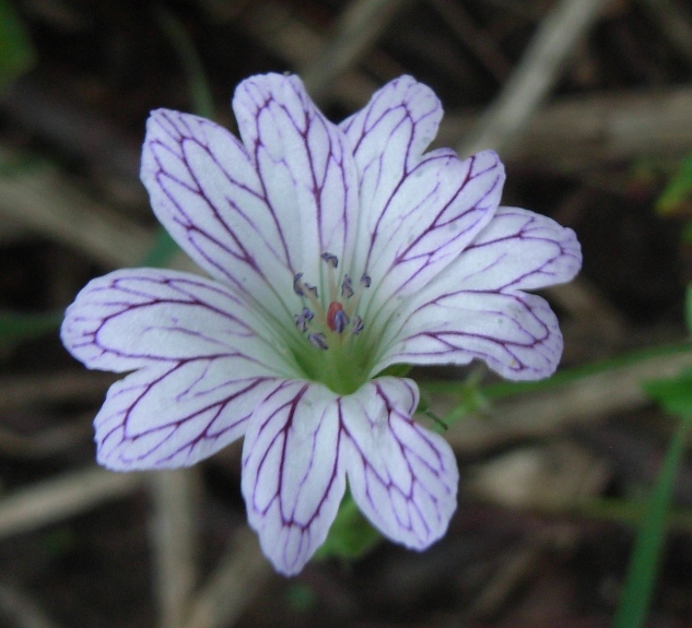 Geranium versicolor / Geranio striato